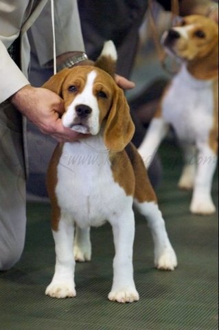 K-Run's Park Me in First