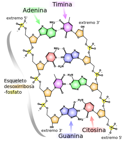 Se determina la secuencia de pares de bases para un gen