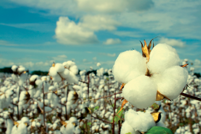 Se comercializa soja y algodón resistentes a insecticidas.