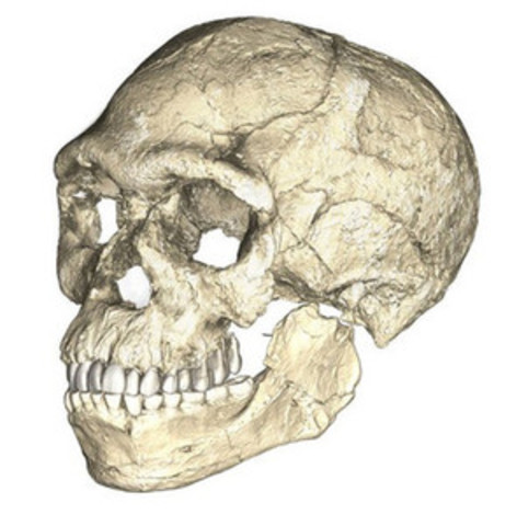 Homo sapiens más antiguo de lo previsto