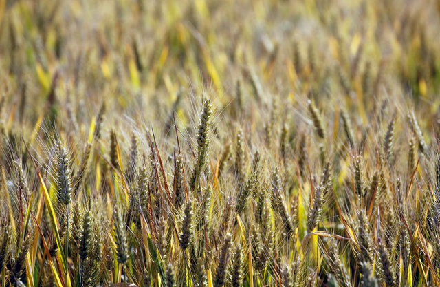 25 países sembraron cultivos genéticamente modificados