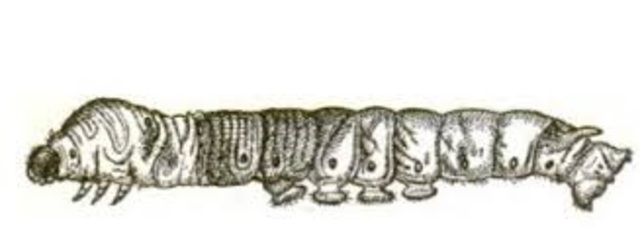 Enfermedad que afecta a los gusanos de seda