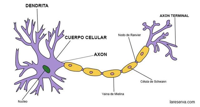 Siglo XIX "el boom de la neurología"