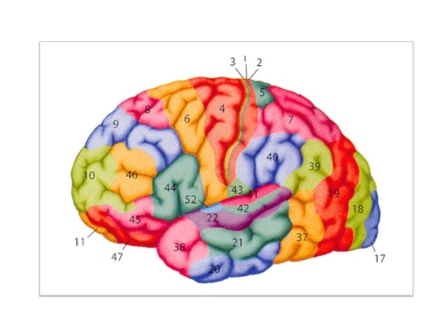 Localización cortical