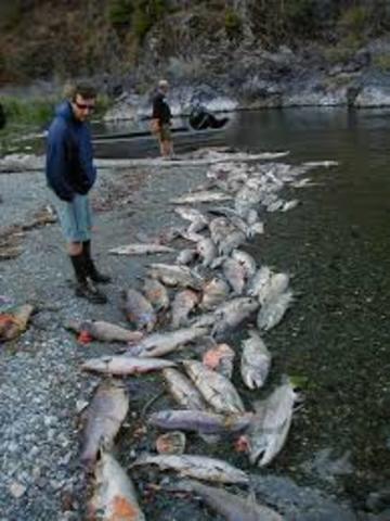 Salmon Fish Kill