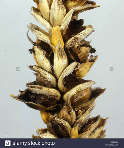 Infección de Tilletia al trigo