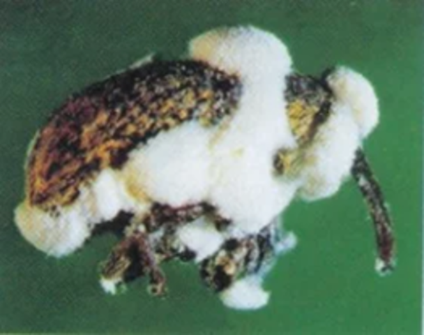 Enfermedad Blanca de la Muscardina