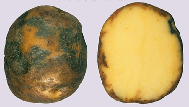 La Gran Hambruna Irlandesa