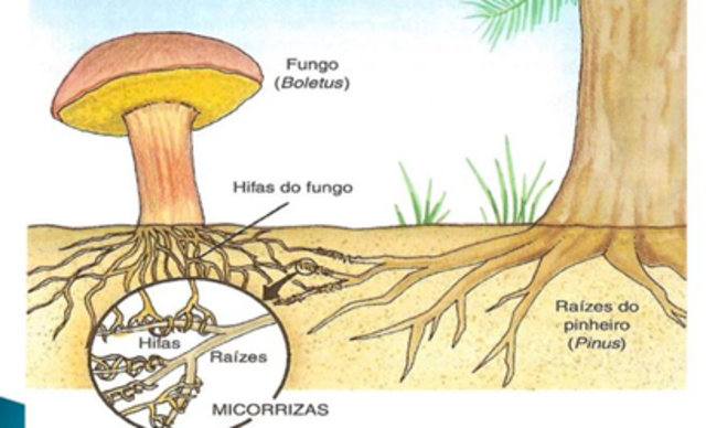 Descubrimiento de las micorrizas
