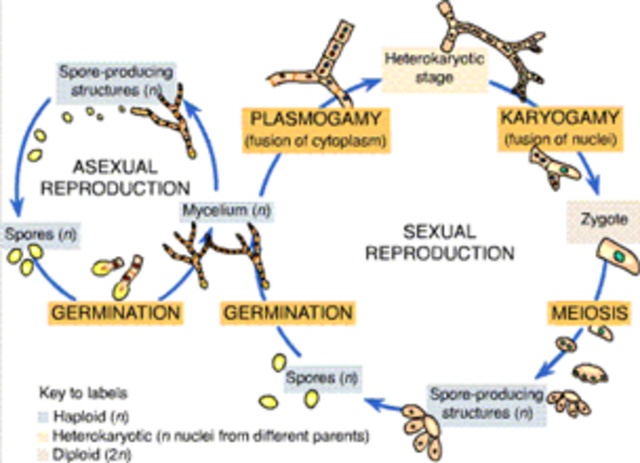 Descripción de la Etapa Sexual de Hongos