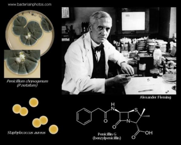 Alexander Fleming descubre el Penicillum