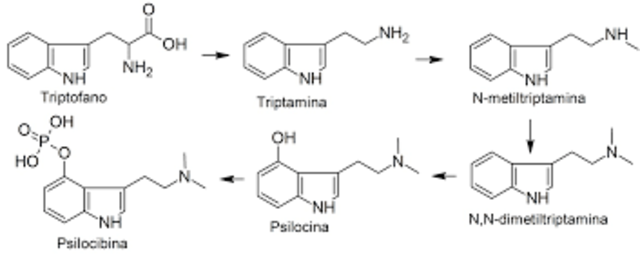 Sintesis  de la Psilocibina