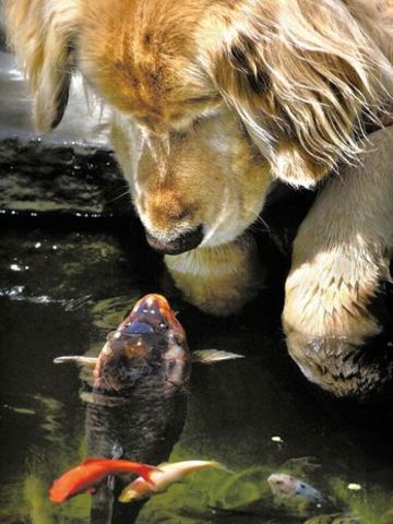 Desarrollo Sustentable y Visión Económica