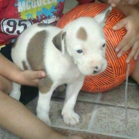 cuendo tuve a mi perro