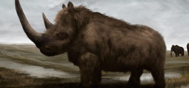 el rinoceronte lanudo