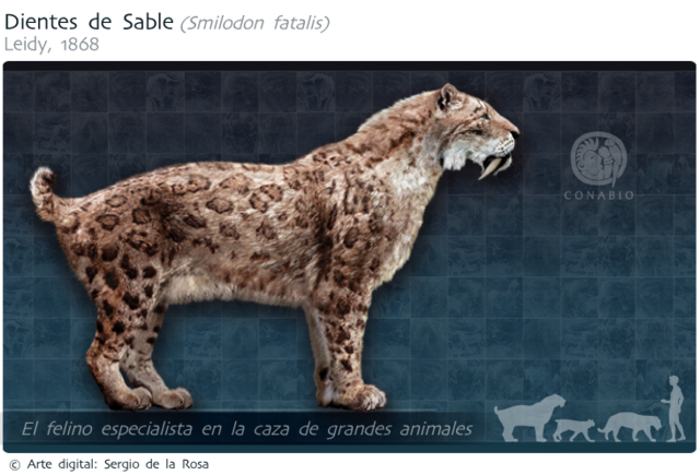 tigre dientes de sable