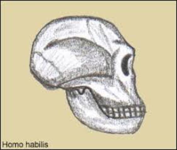 HOMO HABILIS