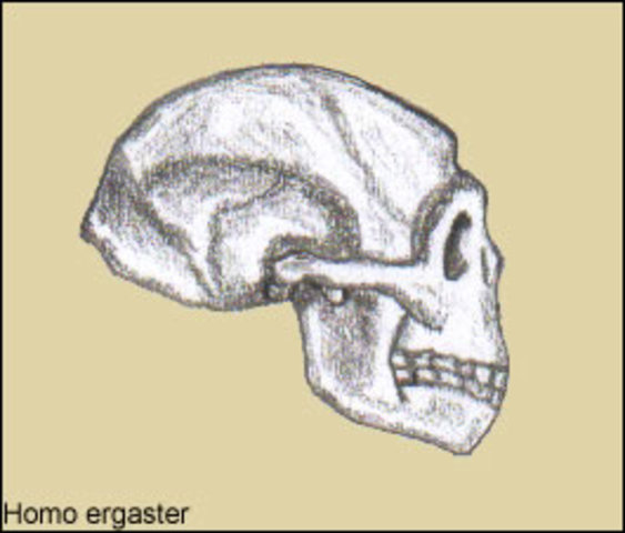 HOMO HEIDEL-BERGENIS