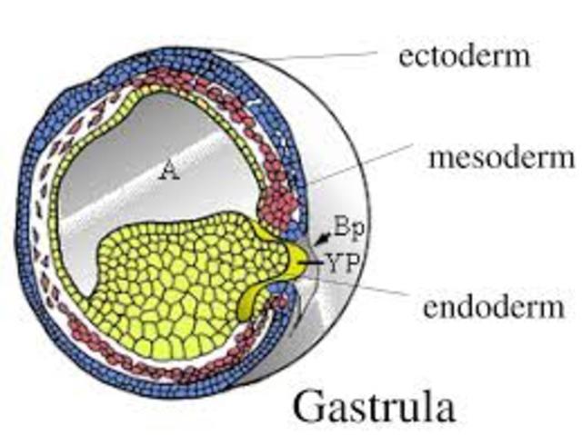 GASTRULA