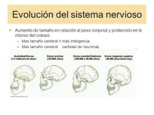 evolución de la células