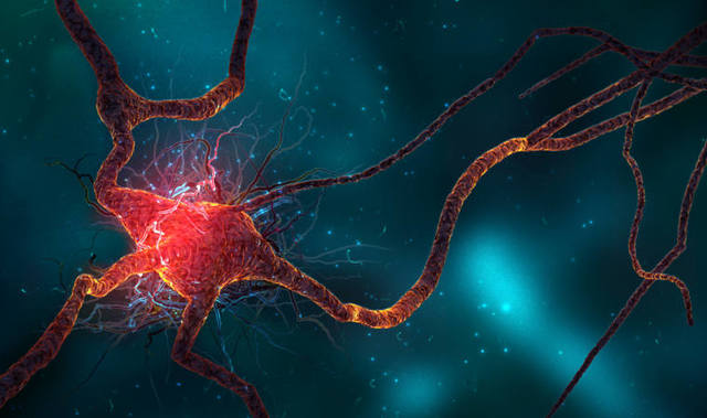 las neuronas y su evolución
