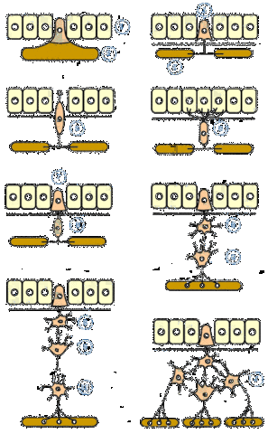 la neurona descripsion de las partes y evolucion
