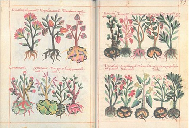 ¿Enfermedades por hongos?