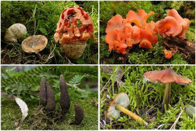 MICOLOGÍA Y CIENCIA