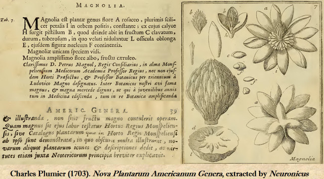 Primera clasificación de hongos