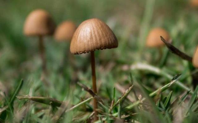 Hongos Alucinógenos Mexicanos