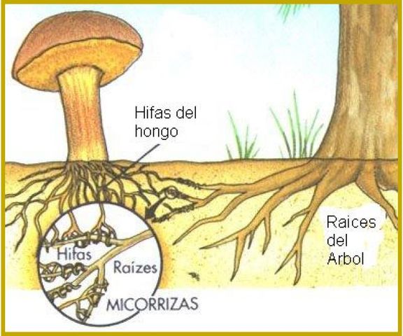 ¿Micorrizas?