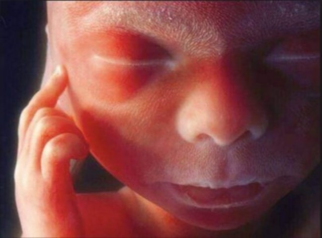 Feto en el útero materno