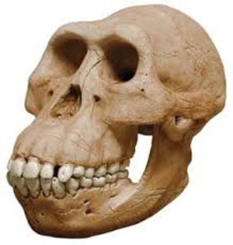 Australopithecus