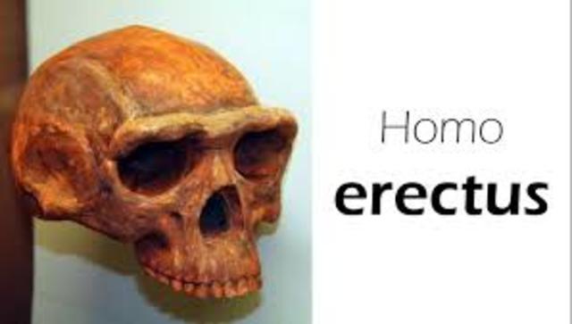 Homo Erectus