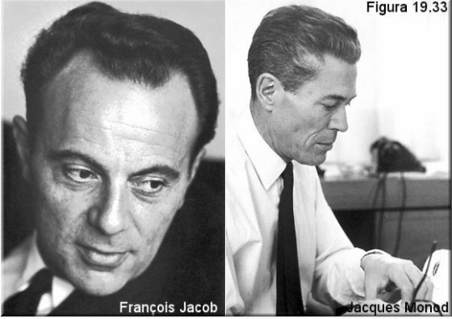 Jacques L.Monod(biologo francés) y françis jacob(biologo frances)