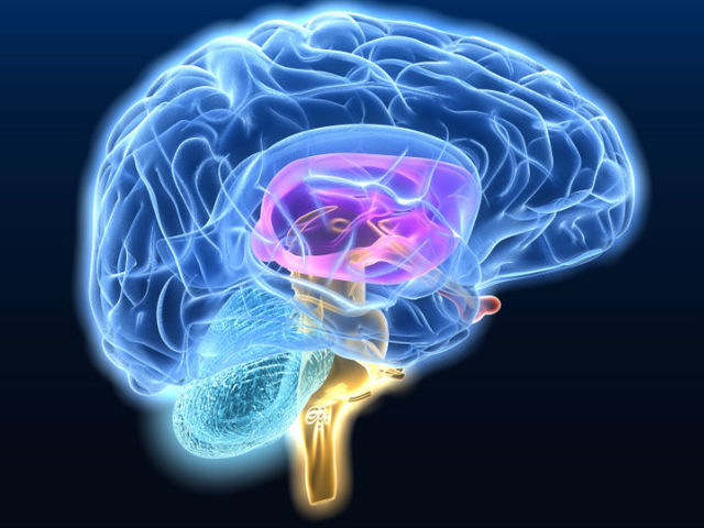 Línea de tiempo del CEREBRO