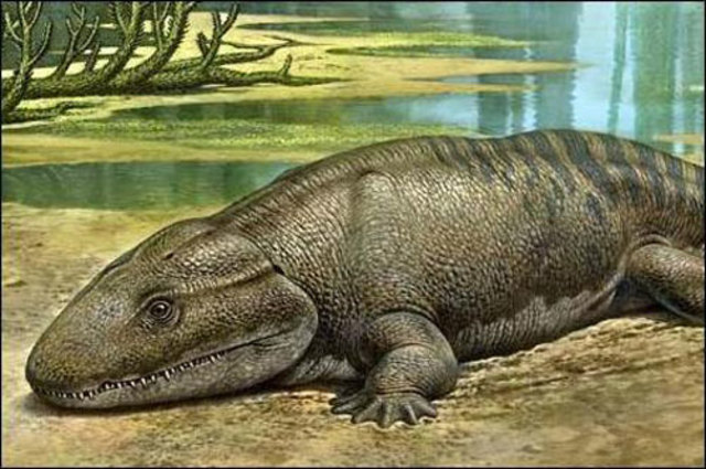 367 millones de años Ichthyostega