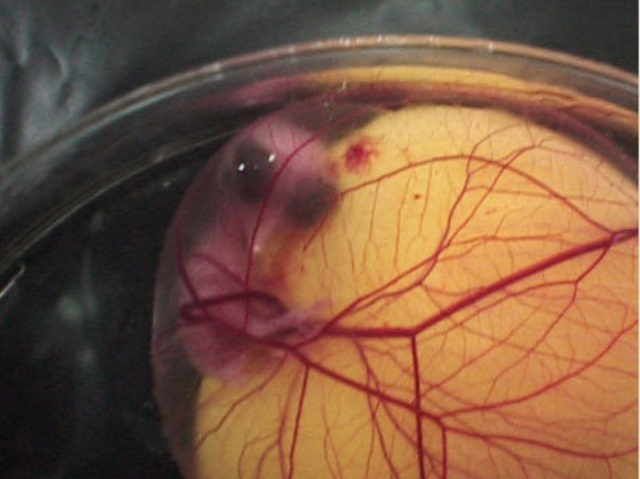 Looks like  a chick??