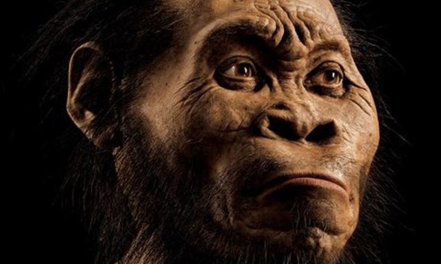 Australopithecus