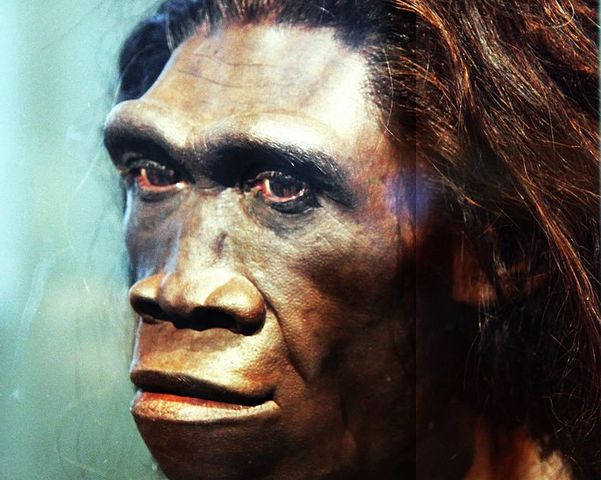Homo Habilis