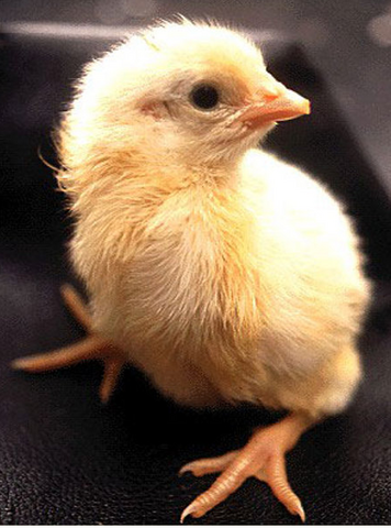 Celebrating New Life!