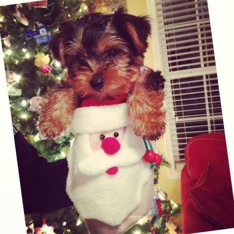 Got Charlie for Christmas