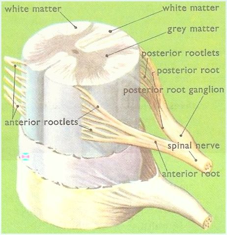 Ley de Bell- Magendie