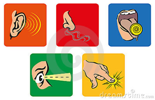 Procesos sensoriales