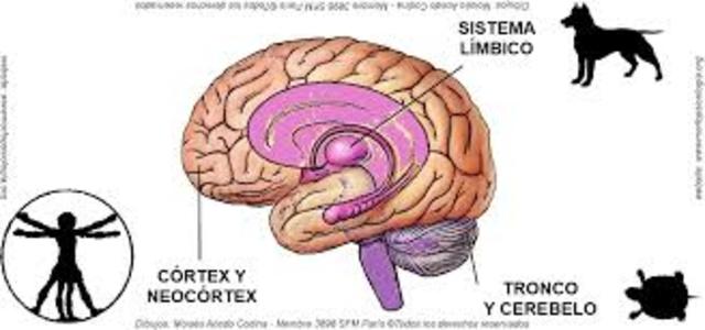CEREBRO  DE LOS MAMÍFEROS