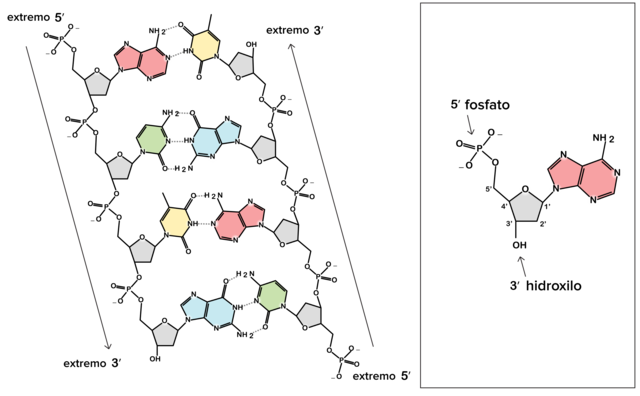 Estructura química del ADN