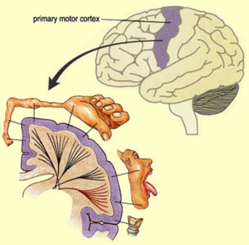 Localización de centros motores en el cerebro mediante estimulaciòn eléctrica