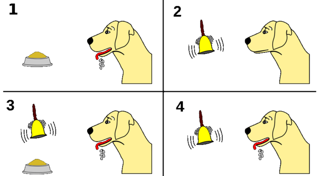 Descubrimiento de los nervios secretorios en el páncreas