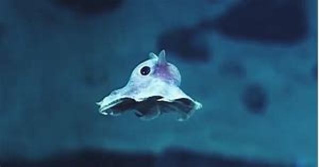 Arhaikum ehk ürgeoon