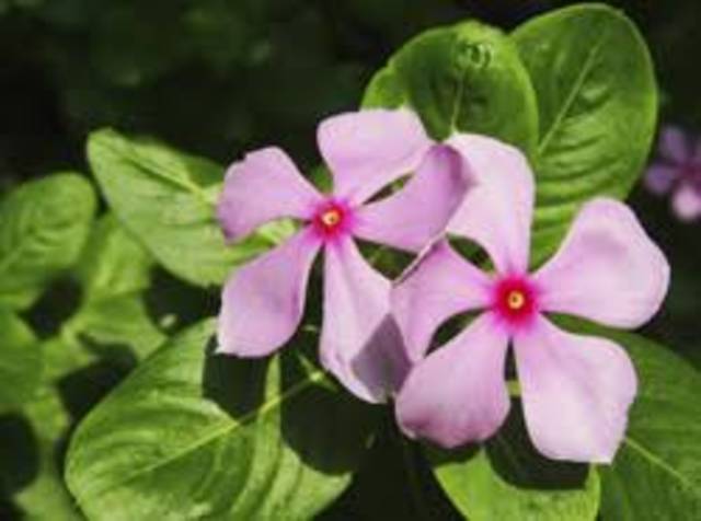 Modificaciones de las NIC 16 Y NIC 41